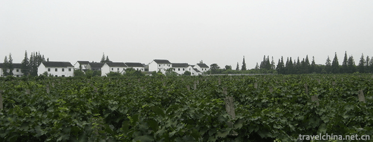 Malu Grape Theme Park 