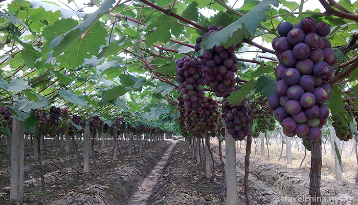 Malu-Grape-Theme-Park-5