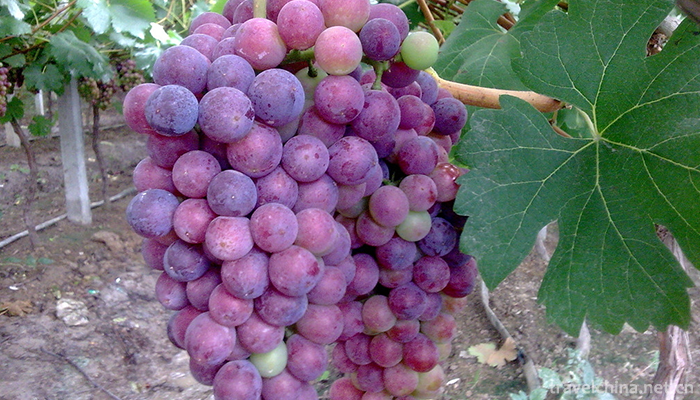 Malu-Grape-Theme-Park-2