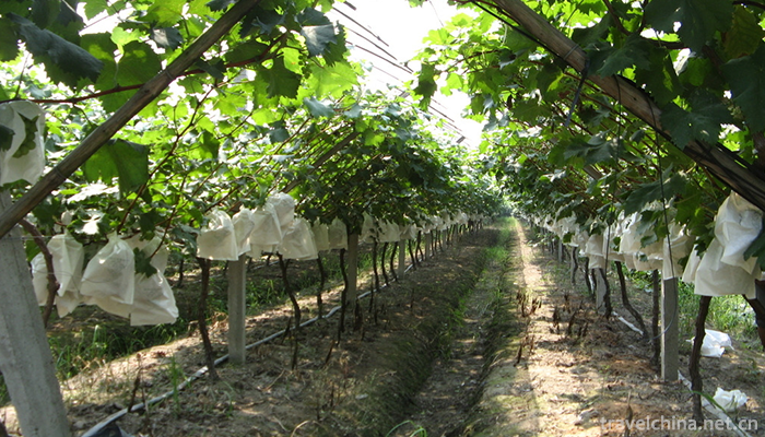 Malu-Grape-Theme-Park-4