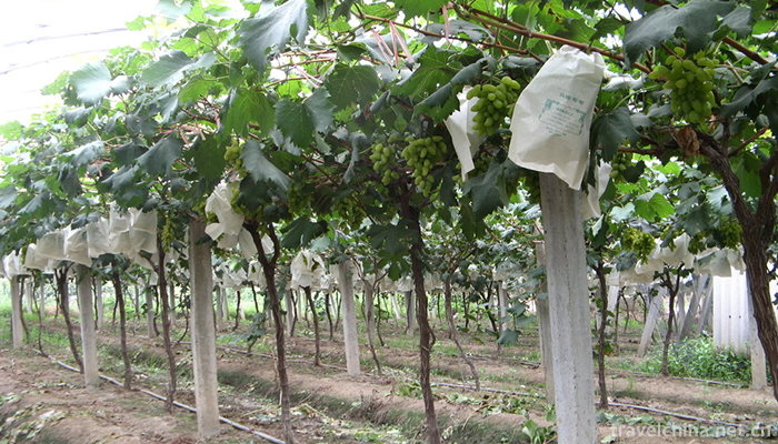 Malu-Grape-Theme-Park-3