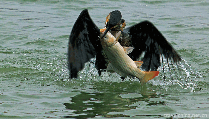Poyang-Lake-National-Nature-Reserve-6