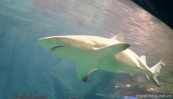 Qingdao-Polar-Ocean-World-5