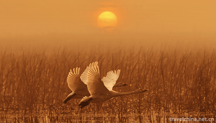Poyang-Lake-National-Nature-Reserve-5