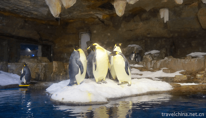Qingdao-Polar-Ocean-World-2