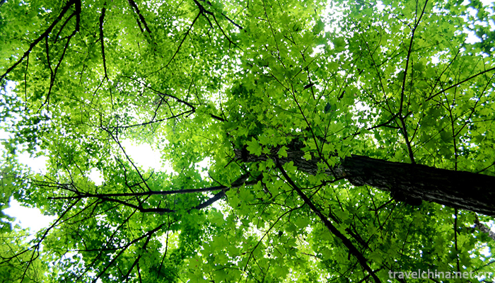 Maolangou-National-Forest-Park-2