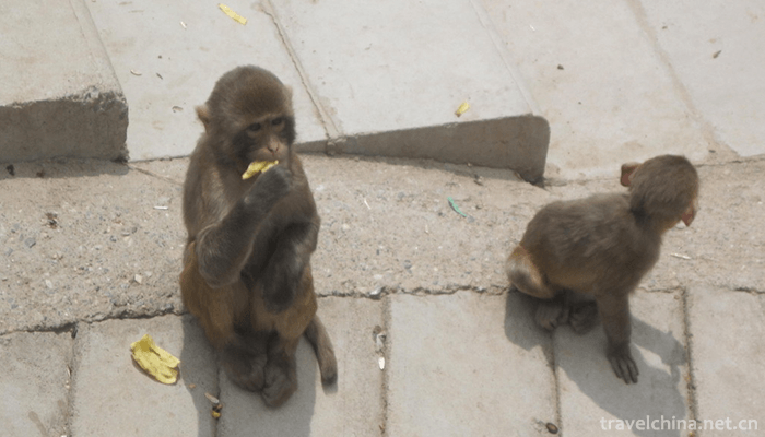 Qinghai-Tibet-Plateau-Wildlife-Park-4