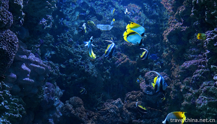 Qingdao-Polar-Ocean-World-4