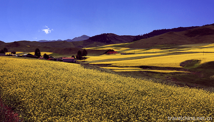 Qilian-Mountain-National-Nature-Reserve-6