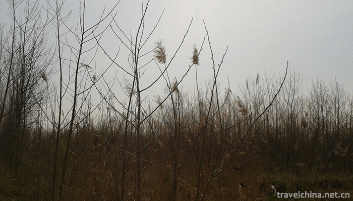 Qinhu-National-Wetland-Park-4
