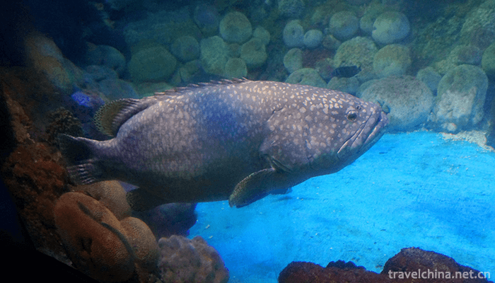 Qingdao-Polar-Ocean-World-3