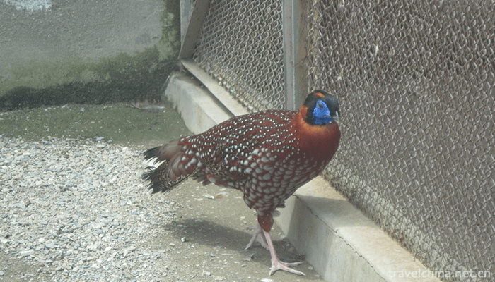 Qinghai-Tibet-Plateau-Wildlife-Park-2