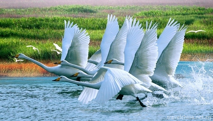 Poyang-Lake-National-Nature-Reserve-11