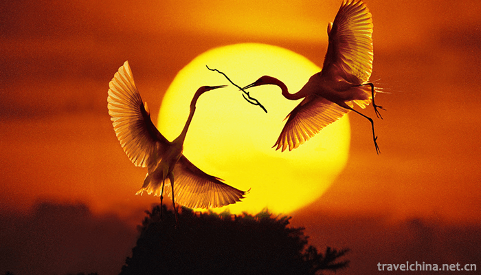 Poyang-Lake-National-Nature-Reserve-4
