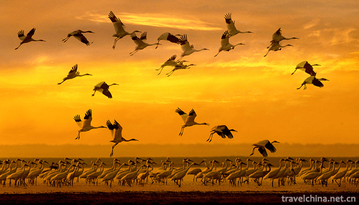 Poyang-Lake-National-Nature-Reserve-7