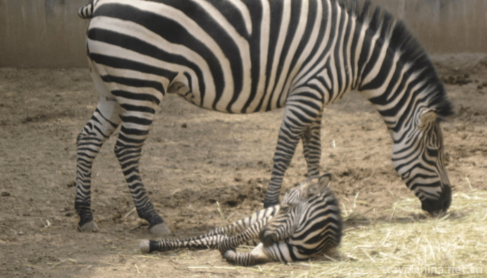 Qinghai-Tibet-Plateau-Wildlife-Park-3