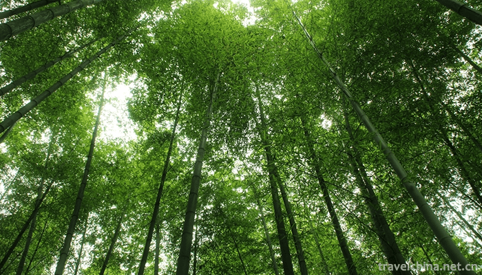 Bamboo-Sea-Scenic-Spot-in-Southern-Sichuan-1
