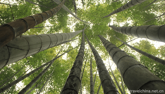 Bamboo-Sea-Scenic-Spot-in-Southern-Sichuan-7