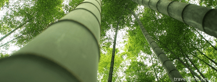 Bamboo Sea Scenic Spot in Southern Sichuan 