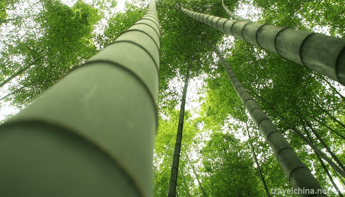 Bamboo-Sea-Scenic-Spot-in-Southern-Sichuan-2