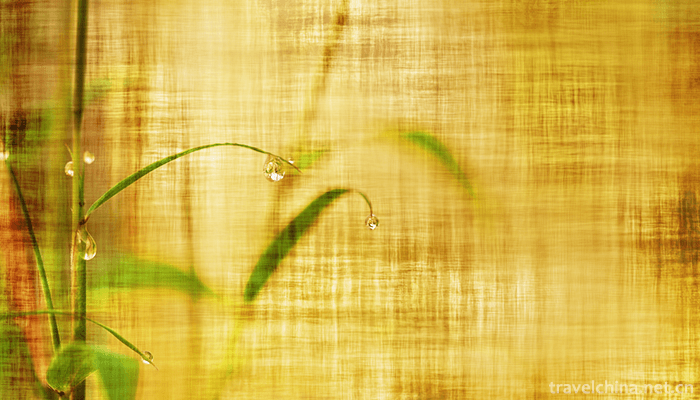 Bamboo-Sea-Scenic-Spot-in-Southern-Sichuan-9