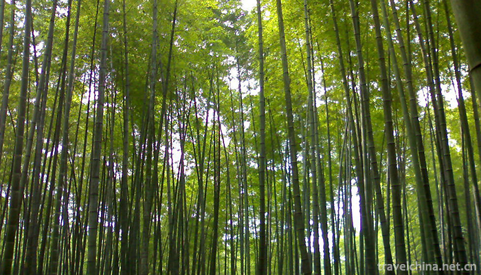 Bamboo-Sea-Scenic-Spot-in-Southern-Sichuan-5