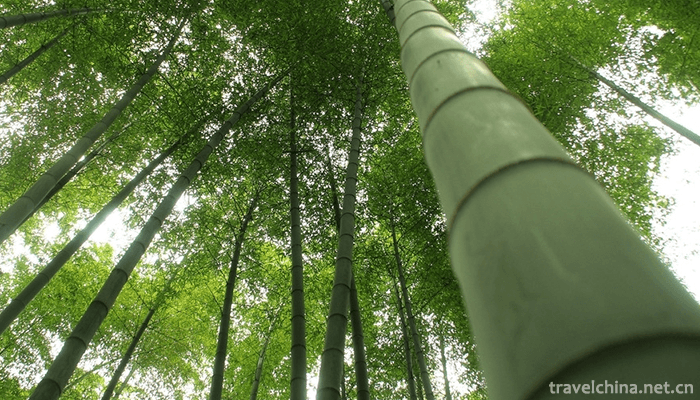 Bamboo-Sea-Scenic-Spot-in-Southern-Sichuan-3
