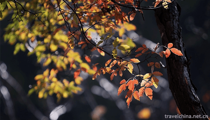 Songxian-Tianchishan-National-Forest-Park-10