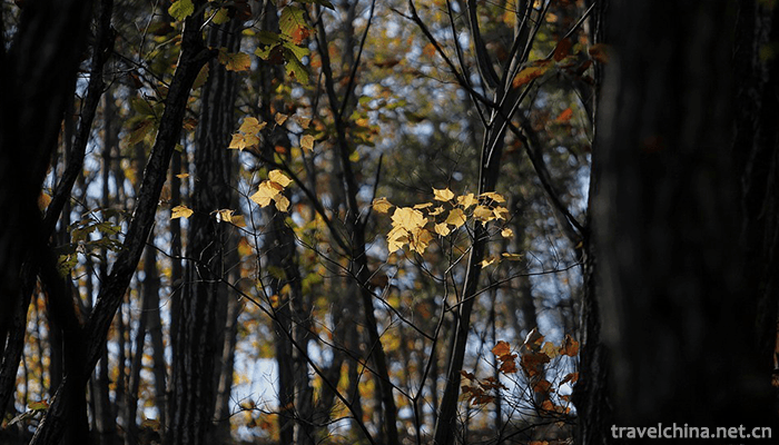 Songxian-Tianchishan-National-Forest-Park-12