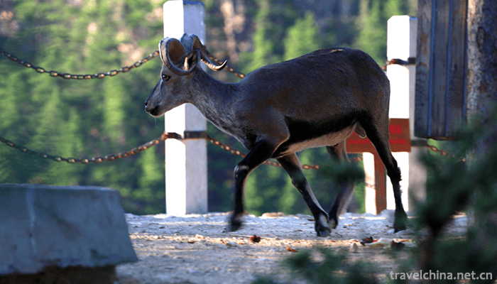 suyukou-national-forest-park-11