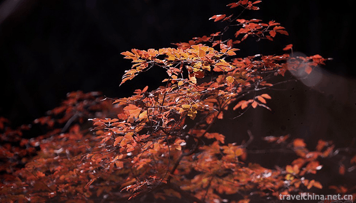 Songxian-Tianchishan-National-Forest-Park-3