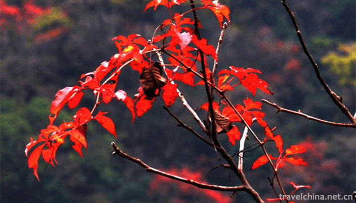 Tangjiahe-Scenic-Area-7