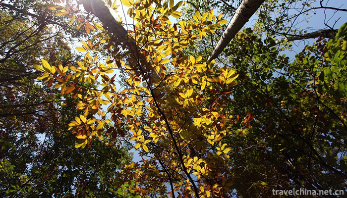 Songxian-Tianchishan-National-Forest-Park-11