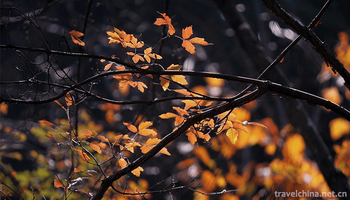 Songxian-Tianchishan-National-Forest-Park-9