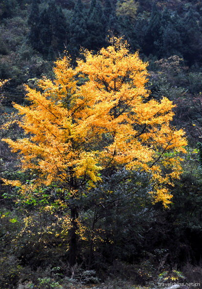Tangjiahe-Scenic-Area-22