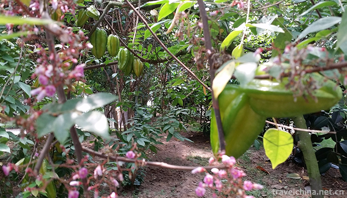Mount-Tais-Flower-Age-3