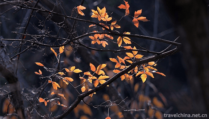 Songxian-Tianchishan-National-Forest-Park-13