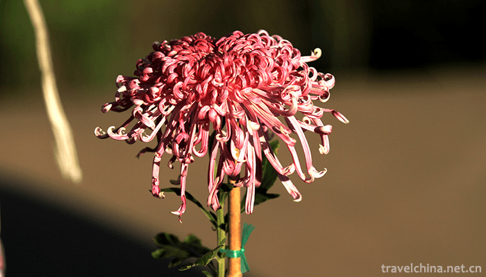 Tianjin-Water-Park-7