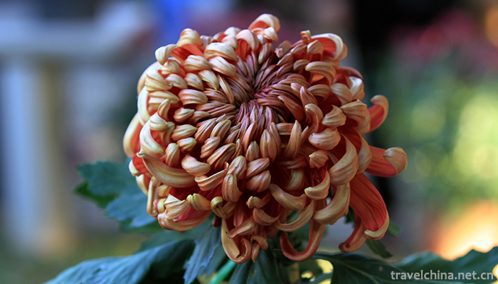 Tianjin-Water-Park-19