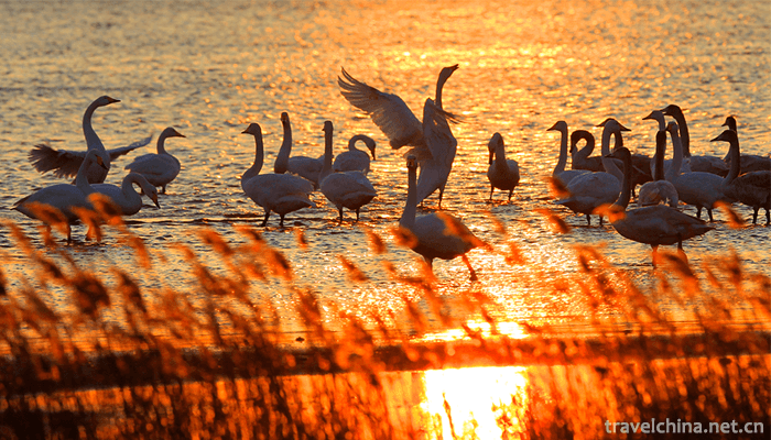 Swan-Lake-National-Urban-Wetland-Park-3