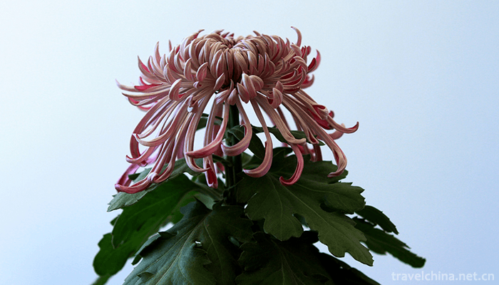 Tianjin-Water-Park-6