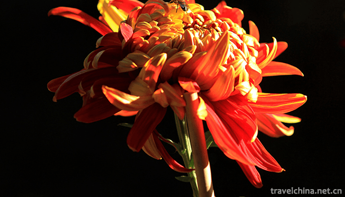 Tianjin-Water-Park-14