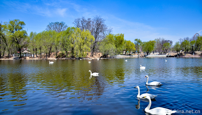 Swan-Lake-National-Urban-Wetland-Park-2