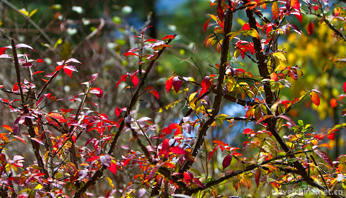 Tianzhu-Mountain-National-Forest-Park-13