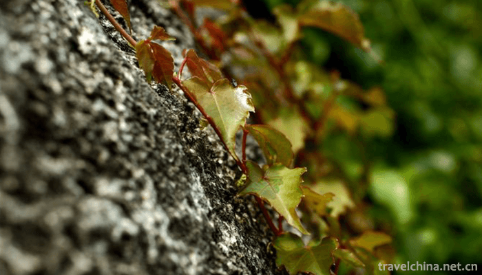 Tianzhu-Mountain-National-Forest-Park-10