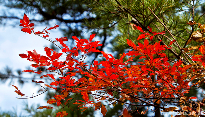 Tianzhu-Mountain-National-Forest-Park-12