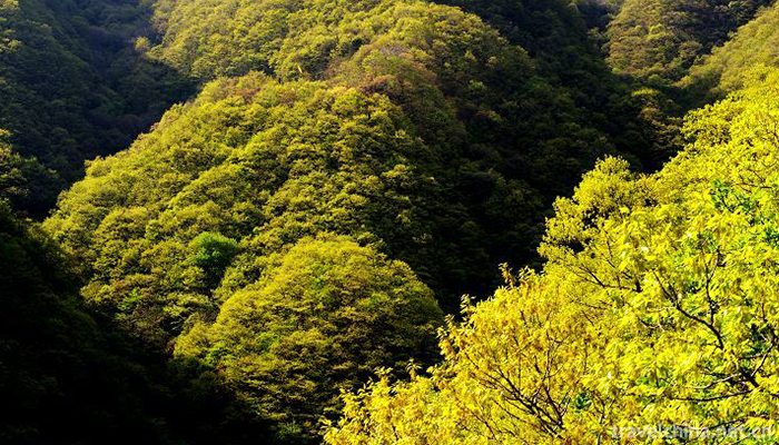 Wang-Wu-Mountain-Scenic-Spot-4
