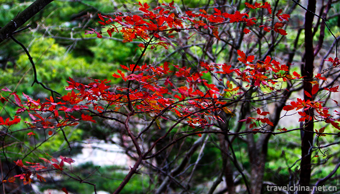 Tianzhu-Mountain-National-Forest-Park-15
