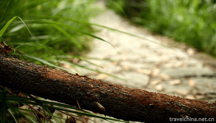 Tianzhu-Mountain-National-Forest-Park-11