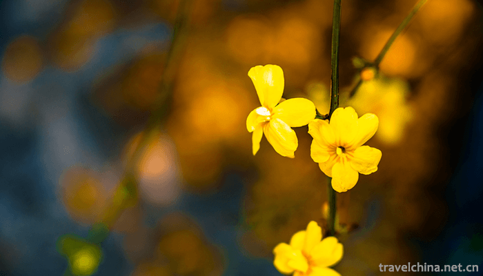 Wu-Songgun-Taiwan-Wetland-Forest-Park-3